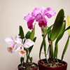 C.schroederae & C.trianae 'Purple Dream'